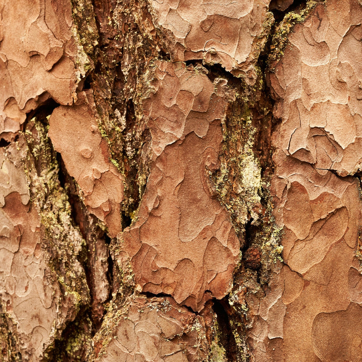 Cover - Maurice Giovannini - Bag (Original Mix)