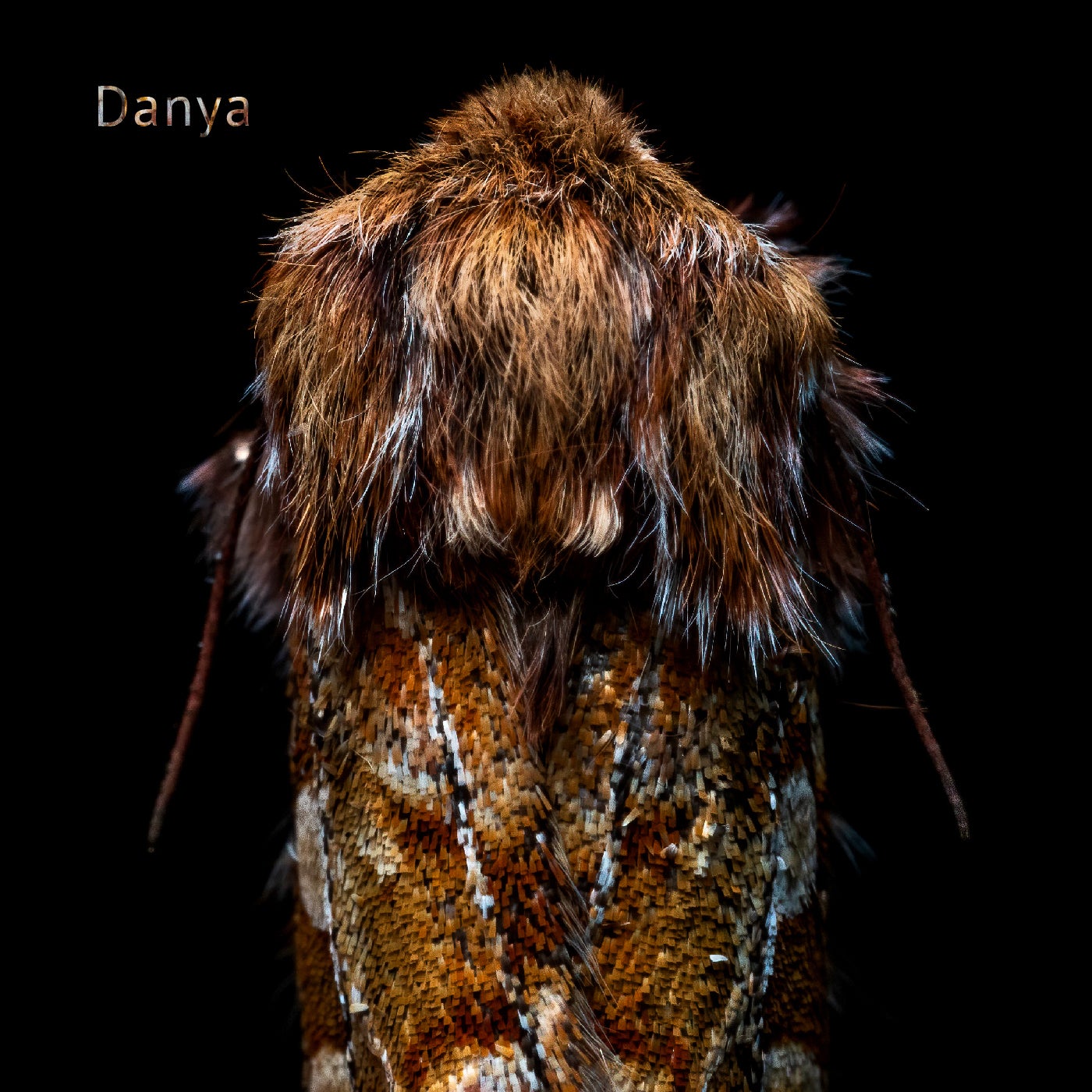 Cover - Danya - Underworld (Original Mix)