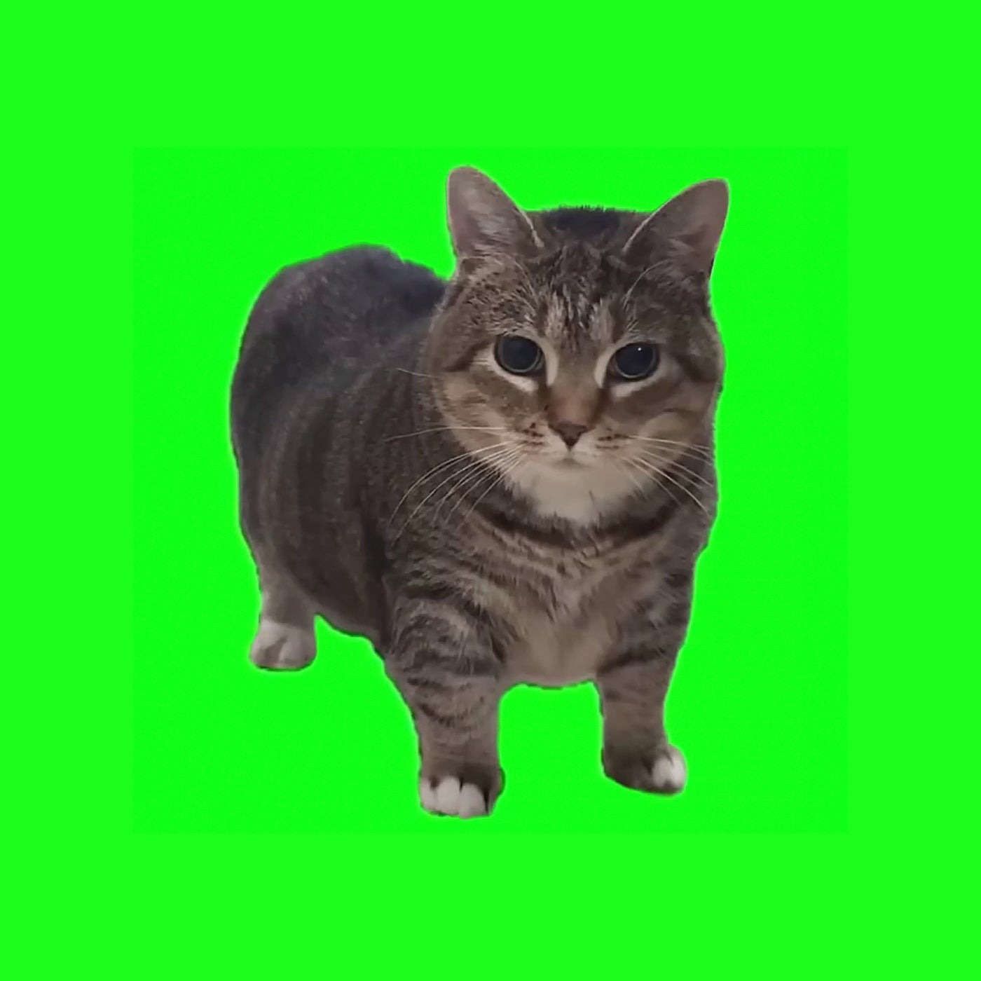 Cover - W&W - OIIA OIIA (Spinning Cat) (Spinning Cat)