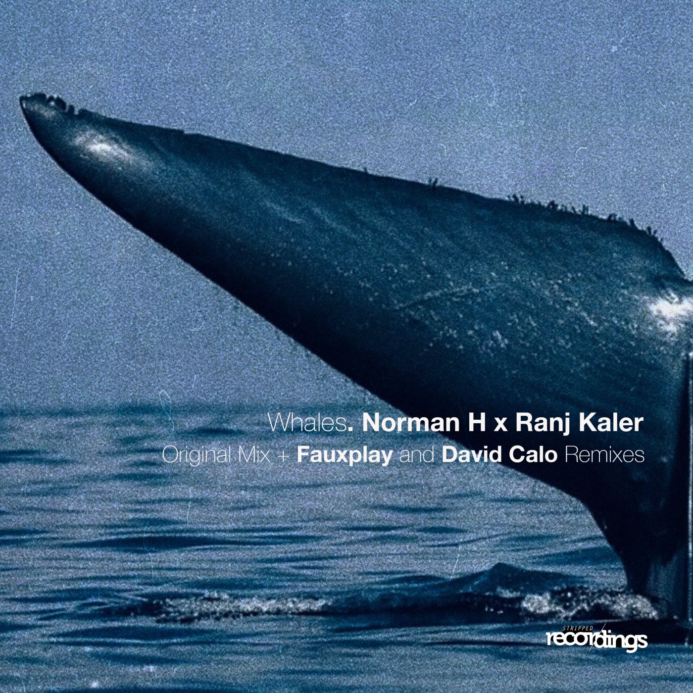 Cover - Norman H, Ranj Kaler - Whales (David Calo Remix)