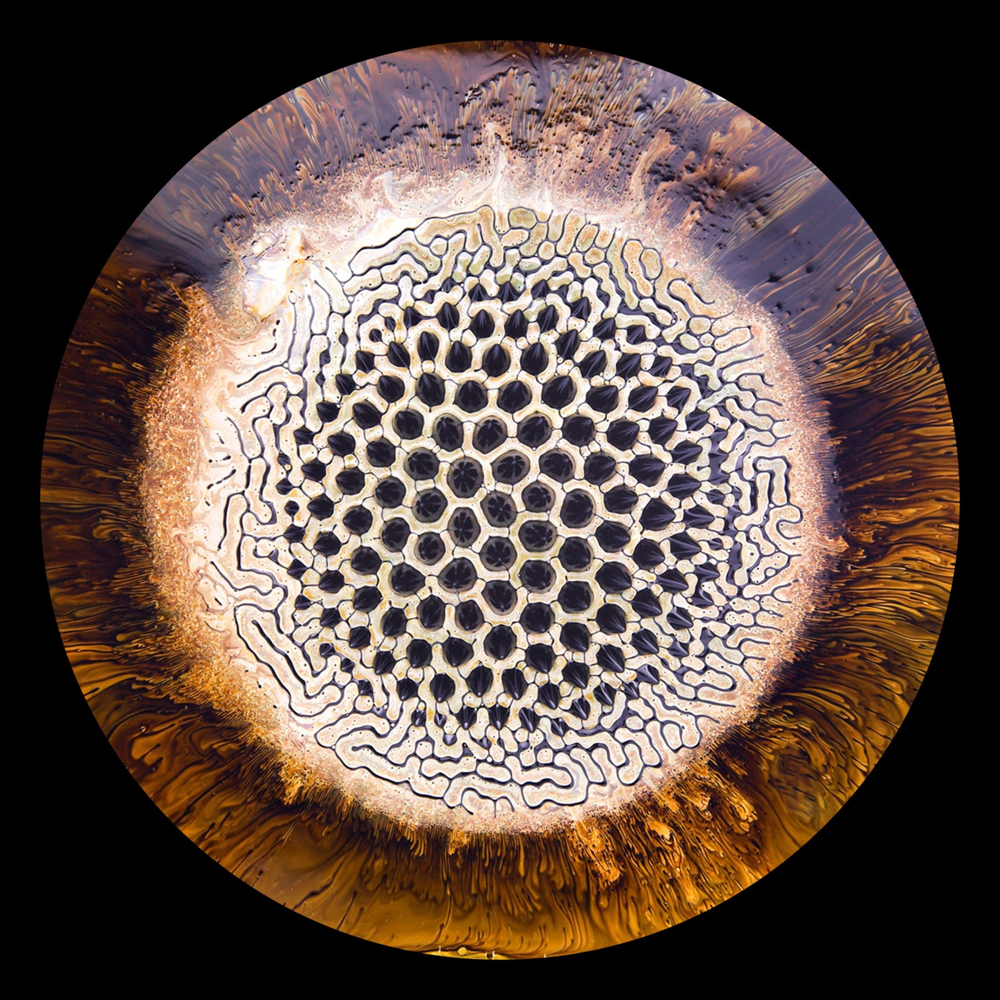 Cover - NTFO - Oxico (Video Edit)