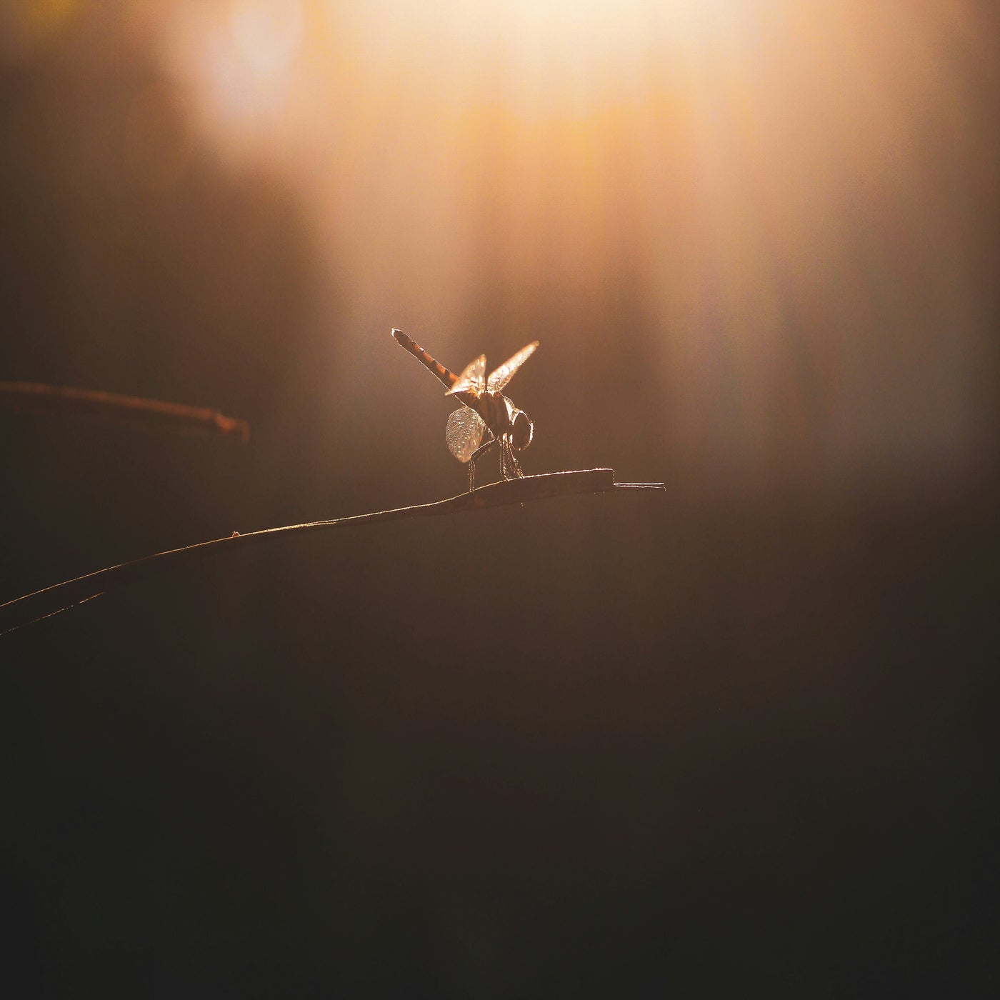 Cover - Essco - Adola  (Original Mix)