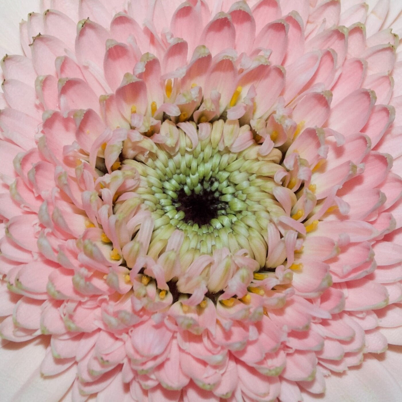 Cover - Cynthia Spiering, AREA ØNE - Here For You  (Original Mix)