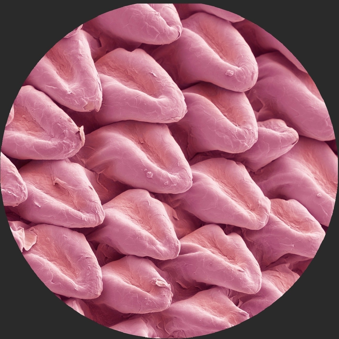 Cover - Lars Huismann - Centrifuge (Original Mix)