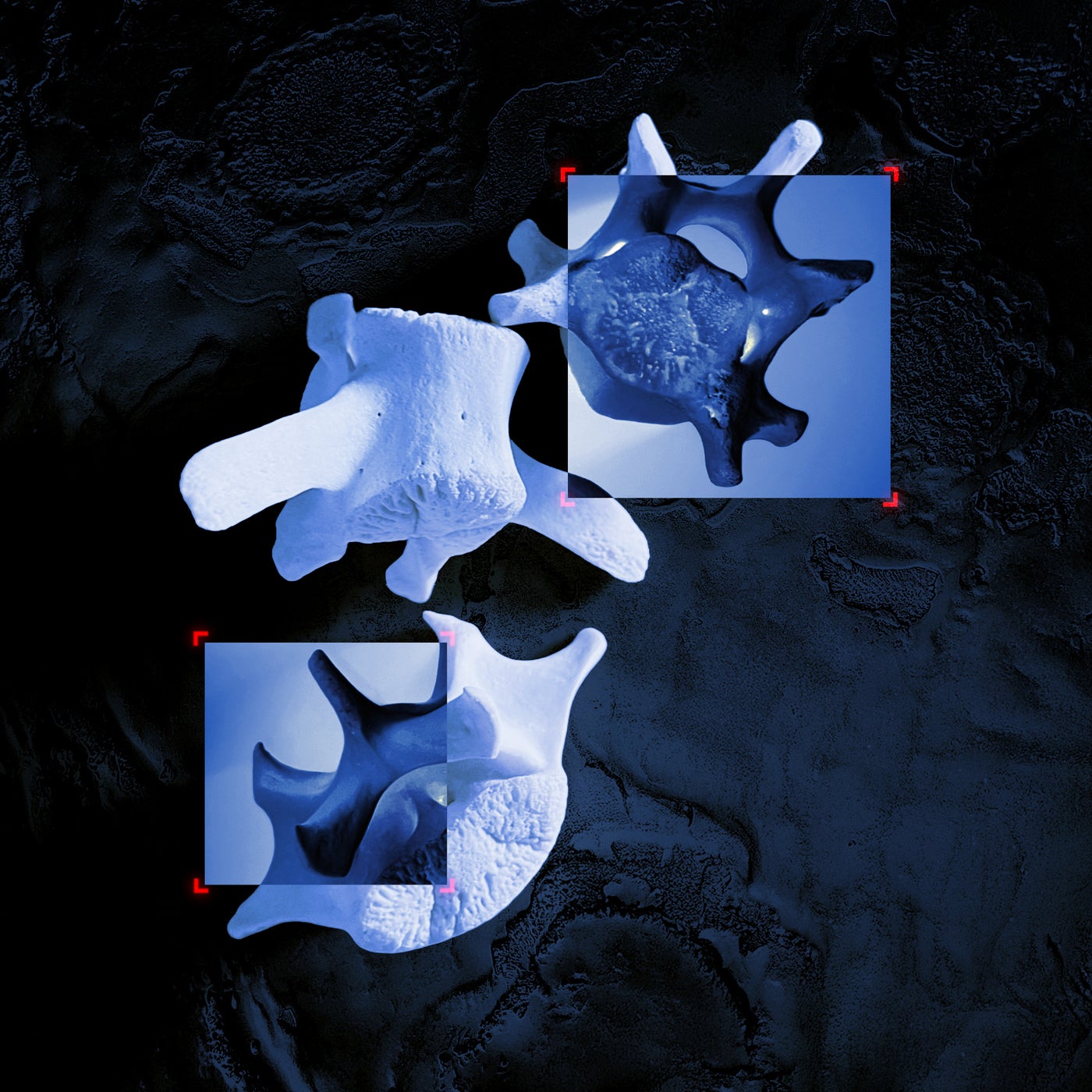 Cover - Assimilated - Totem Collapse (Original) Promo tools