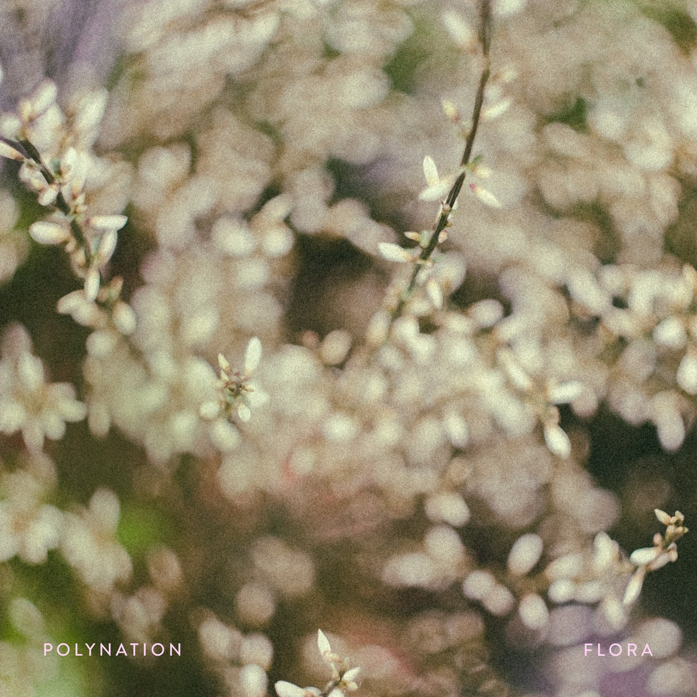Cover - Polynation - Flora (Original Mix) Promo tools