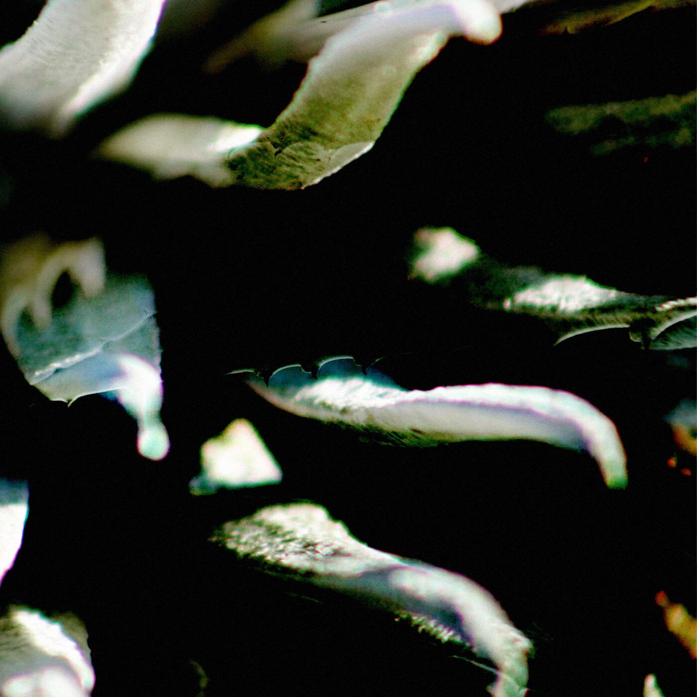 Cover - Gannein - Amulet (Original Mix) Promo tools